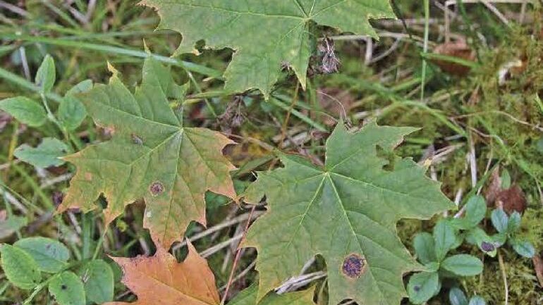 Grønne blader på skogbunnen om sommeren.
