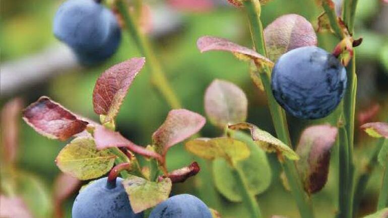 Nærbilde av blåbær på en kvist i naturen.