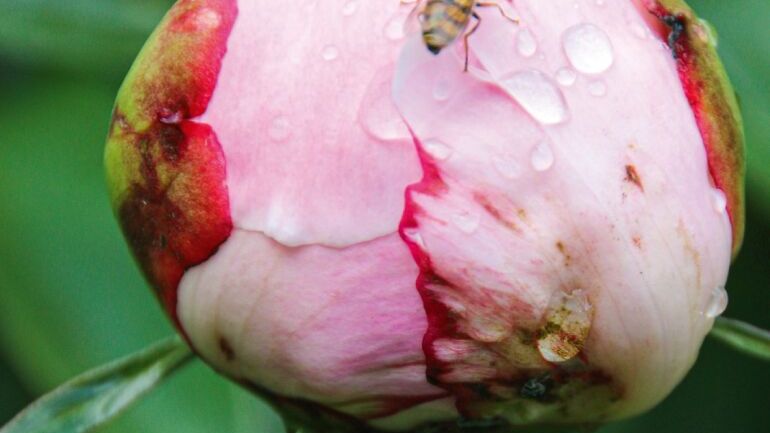 Nærbilde av en rosa blomsterknopp med vanndråper.