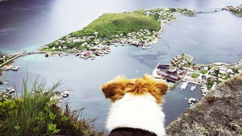 Hund som ser utover kystlandskap i Norge.